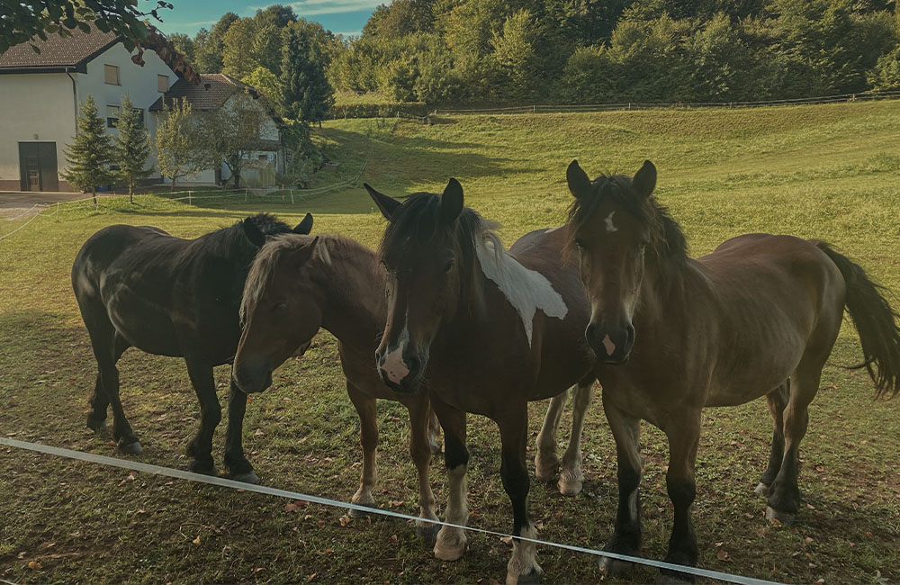 imagenes de viaje realizadas por mario de free live free ride con un drone de croacia